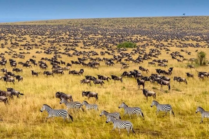 Lions on the Savannah in Maasai Mara
